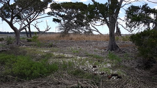 Oysters and other debris which make up the foundation of the shell midden.