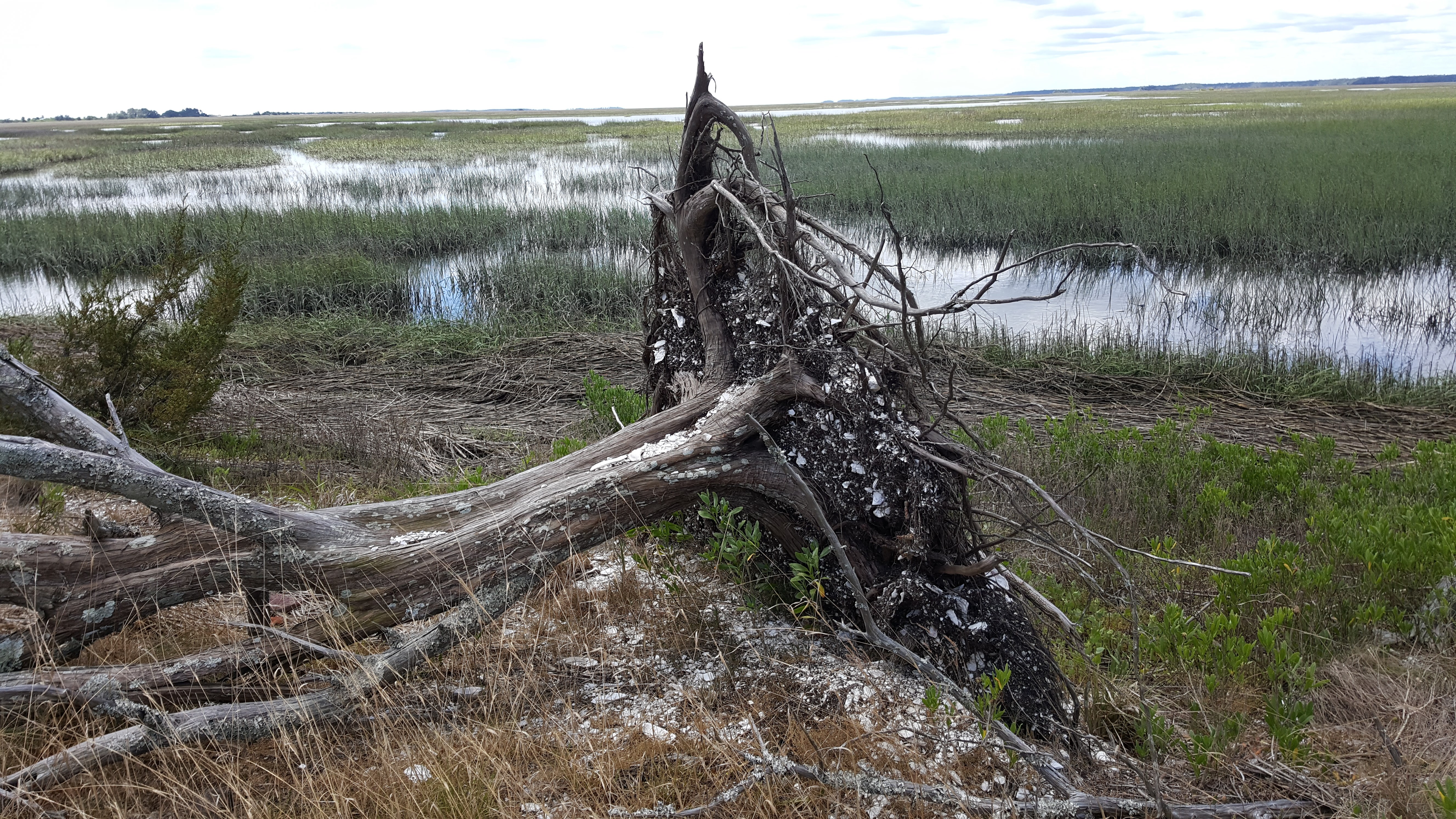 Oyster shells tangled in the roots of a downed tree that grew on the shell midden.