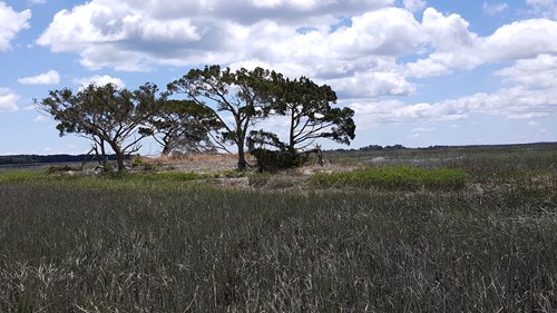 Shell midden located in the salt water marsh north of Clambank Landing.